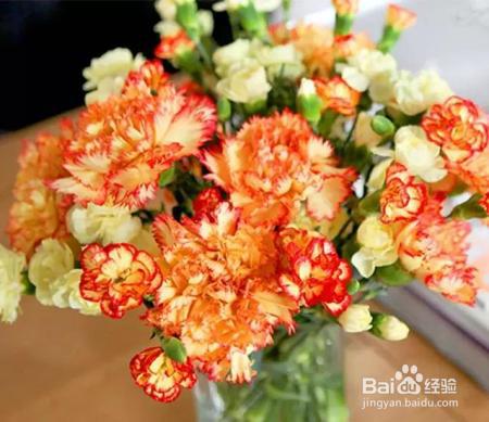 买回来的康乃馨,这样一处理,花期延长一个星期!