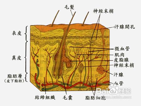 教你認識自己的皮膚的結構