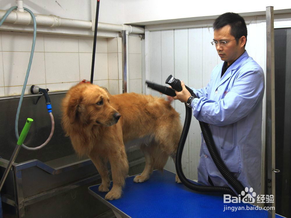 狗狗螨虫除去最快方法