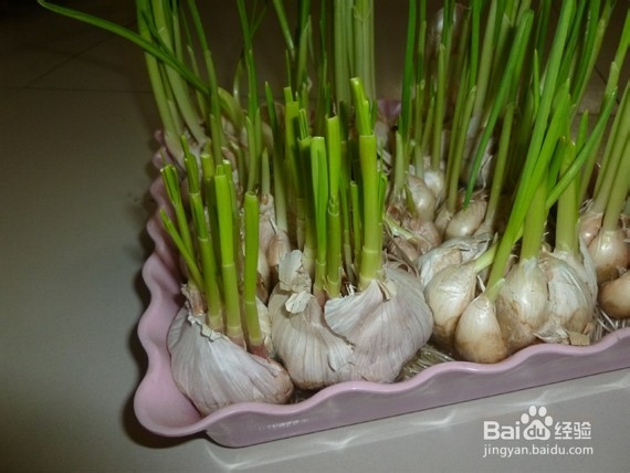 蒜头的合理利用——载蒜苗