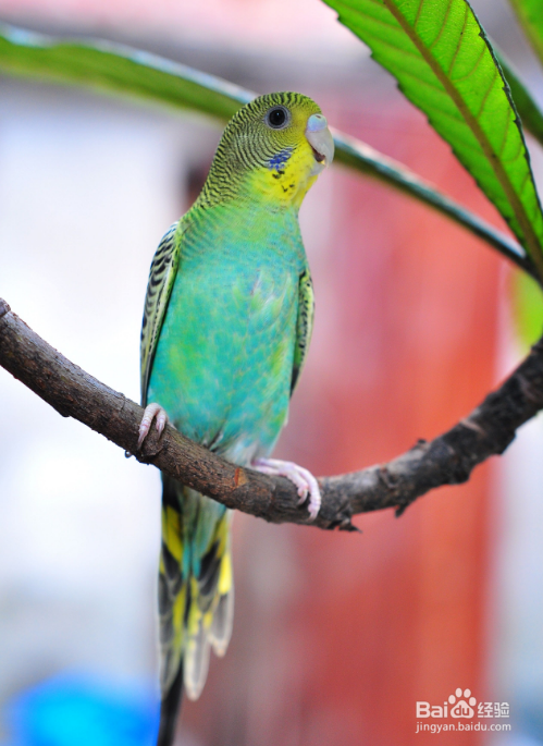 鹦鹉嗉囊有气泡怎么办