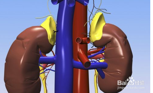 肾透支肾虚有什么症状？又该如何调理？