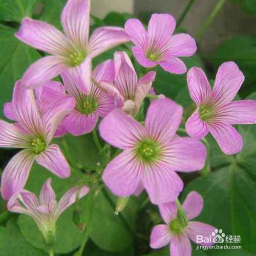 大花酢浆草的种植方法和注意事项