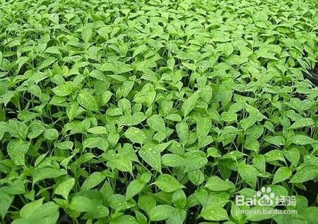辣椒种植技术:夏季怎么育辣椒苗?
