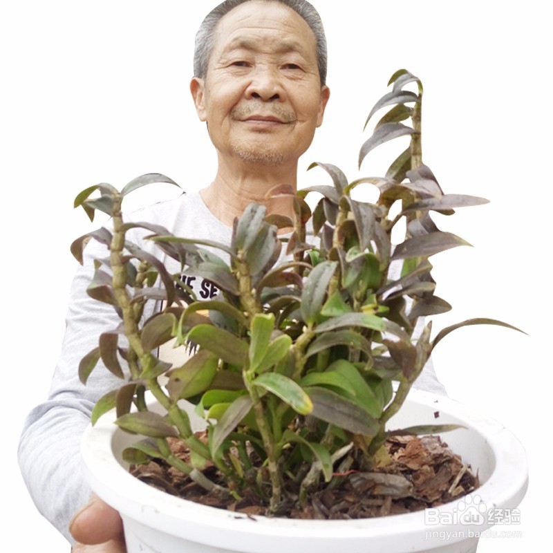 怎么区分霍山石斛和铁皮石斛