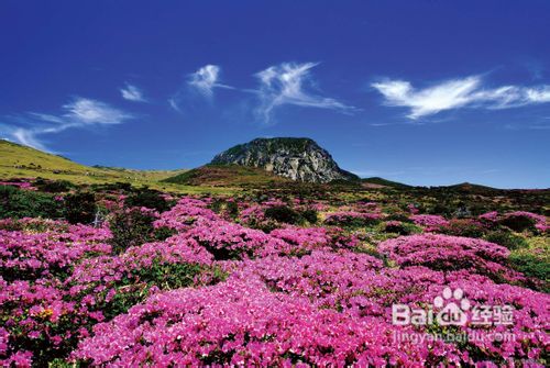 春季国外旅游赏花攻略