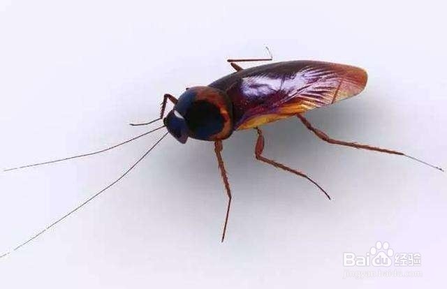 食堂有蟑螂怎么办