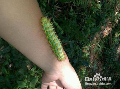 核桃树上虫子蛰了怎么办