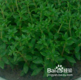 垂盆草怎么样养才能爆盆