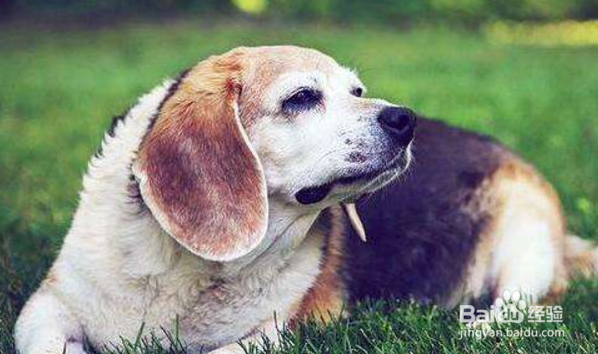 狗狗几岁开始衰老，衰老的表现有哪些？