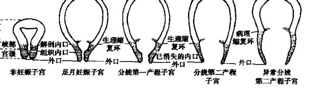 <b>分娩的第一产程</b>