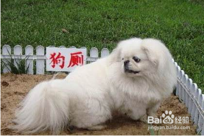 怎样训练狗狗去指定的地方大小便?