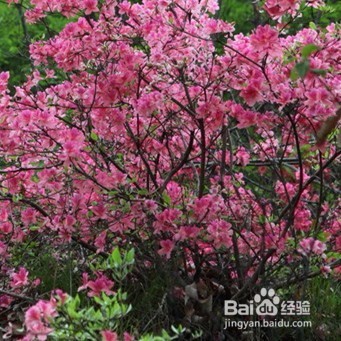 如何养好杜鹃花