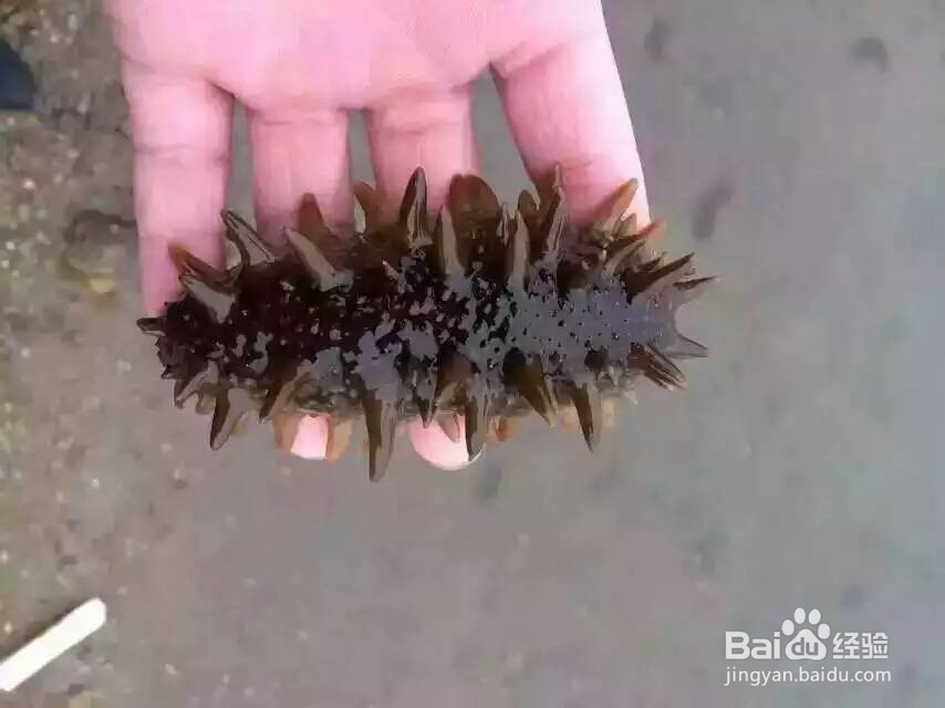 如何挑选海参