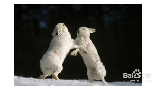 关于母兔子生小兔需要注意的方面