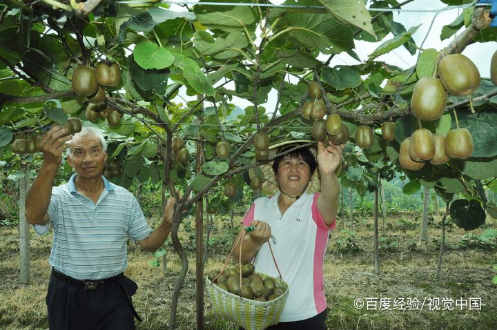 红心猕猴桃的价值和作用