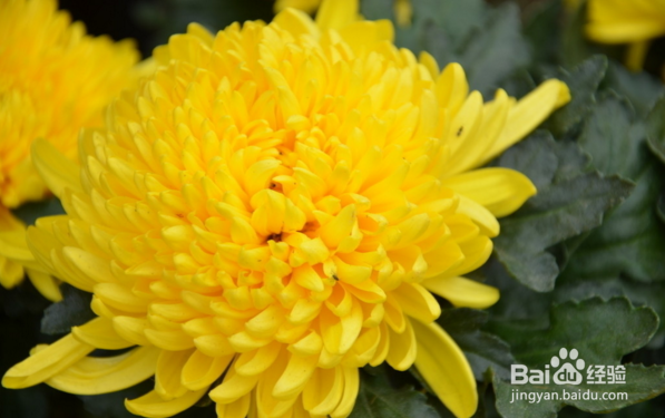 菊花的养殖方法