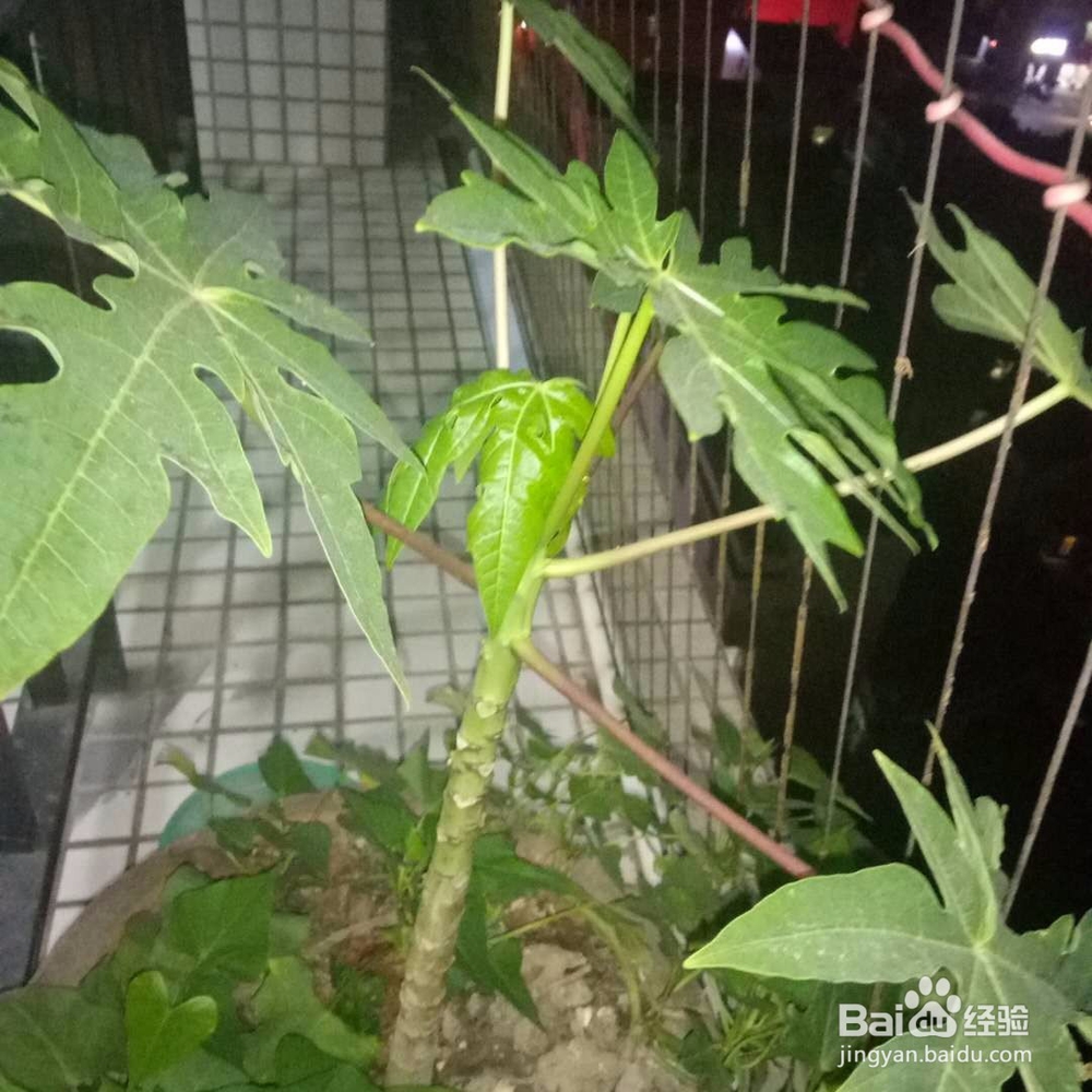 怎样将阳台变成私家小菜园