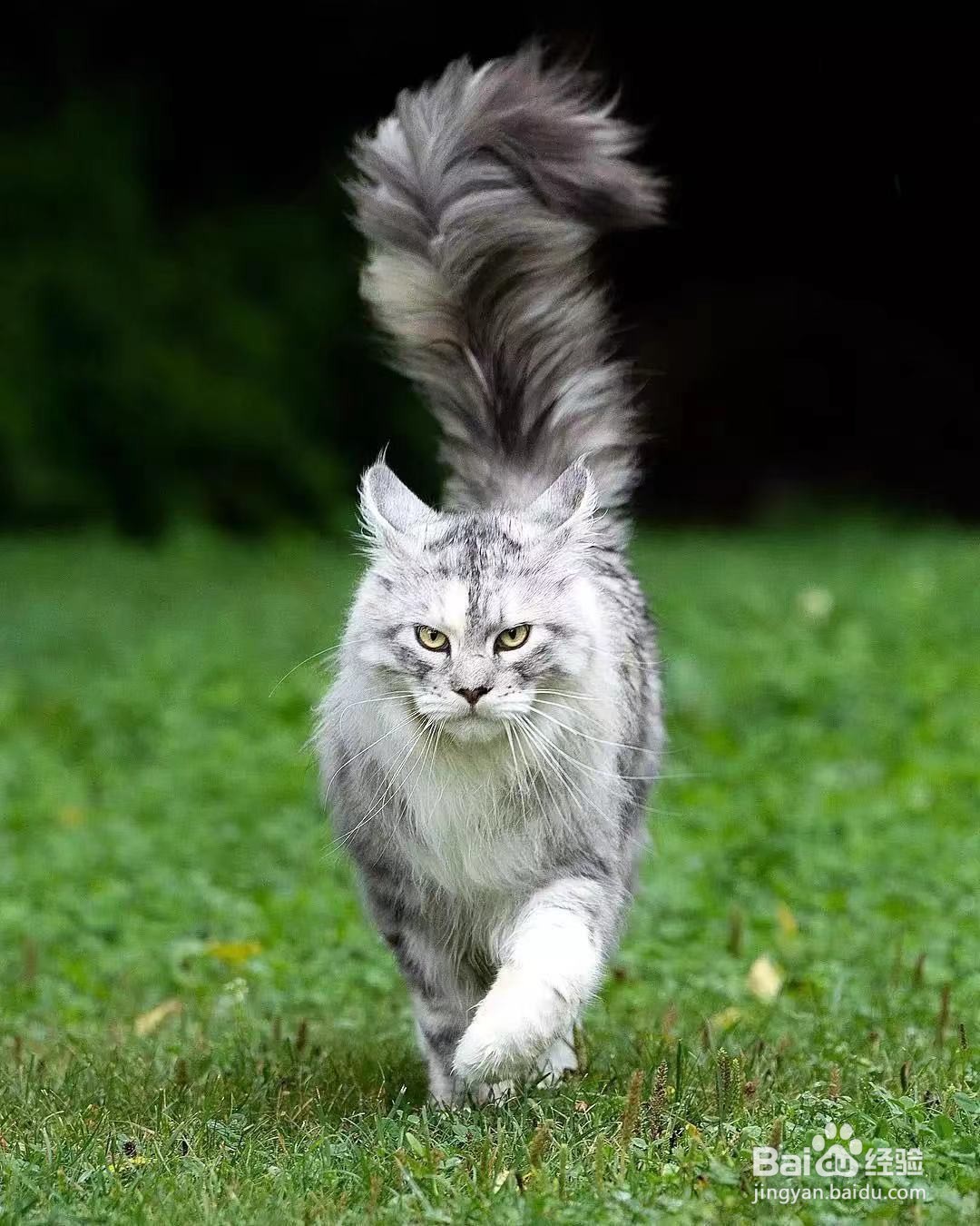 缅因猫怎么看纯不纯