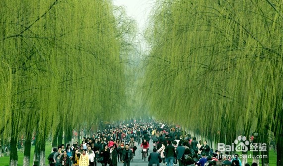 有哪些和清明节有关的诗句？