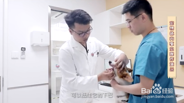 如何给宠物正确的驱虫