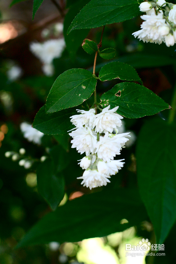 温哥华夜幕下的玫瑰园(组图)