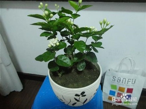 盆栽茉莉花怎么养