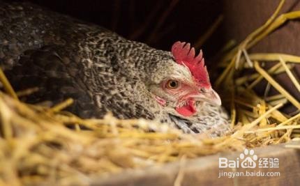 怎么让母鸡抱窝孵小鸡