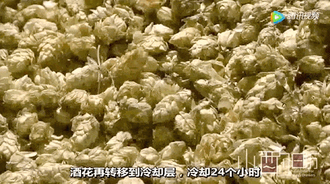 爱喝酒为什么推荐喝精酿酒？科普下精酿酒