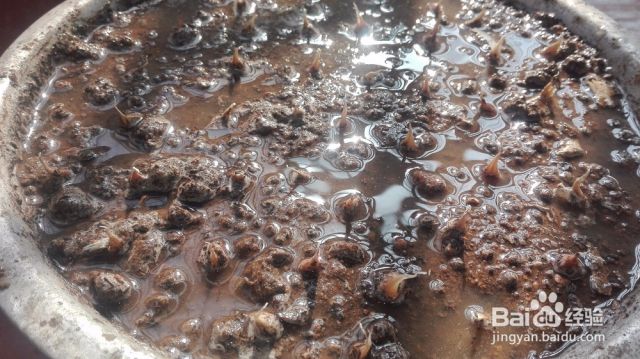 青翠蒜苗阳台种植-（青蒜苗栽培技术）[图]