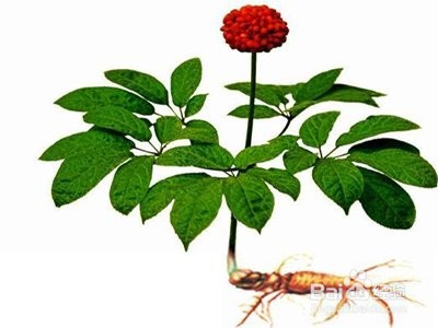 三七粉的吃法和功效