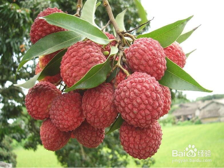 怎么挑新鲜好吃的水果