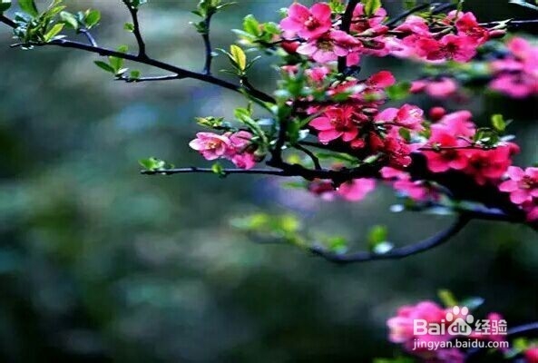 怎样洗掉衣服上的霉斑