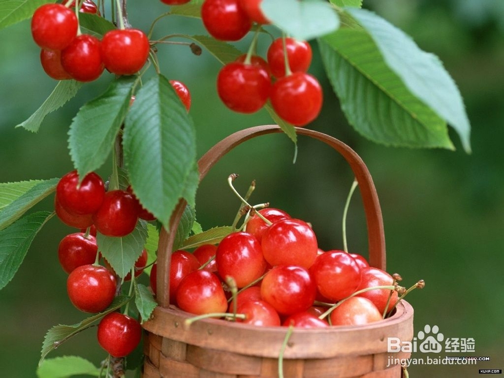 2013年青岛樱桃节旅游