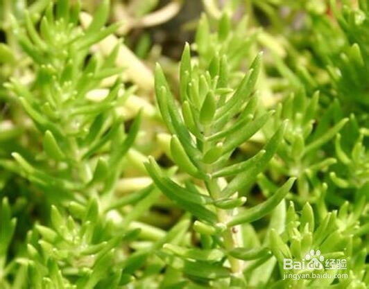 垂盆草的养殖方法和注意事项