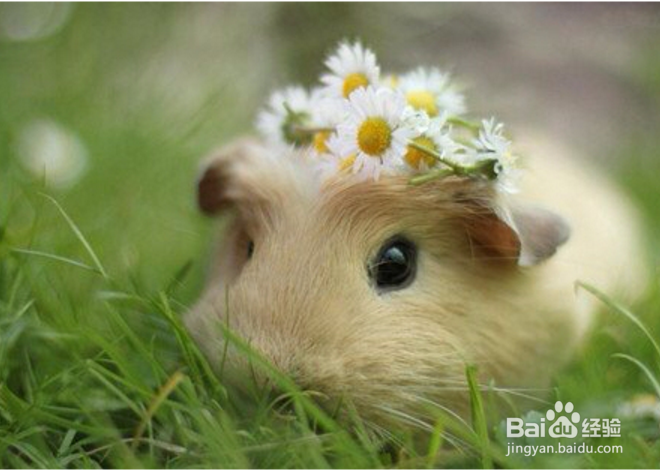 养仓鼠为什么比养猫好？仓鼠有老鼠那么讨厌吗