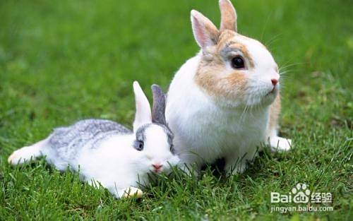 兔子养殖技术重点,告诉你如何养好兔?