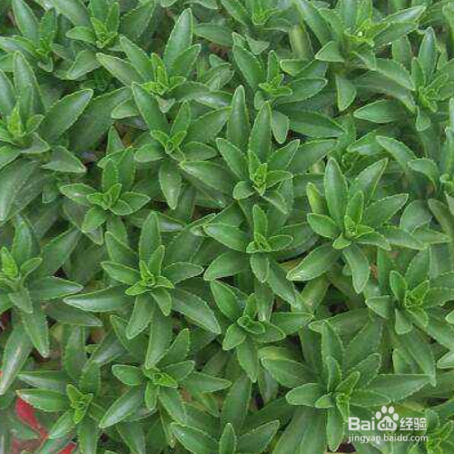 费菜的培育方法和注意事项