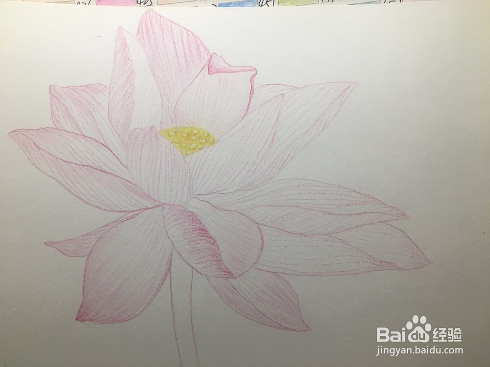 手绘画一朵荷花的彩铅画 莲花铅笔画