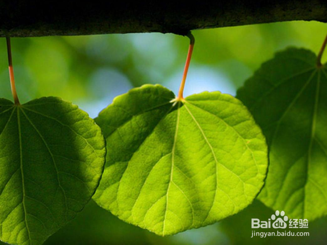 教你如何在家里制作植物养料