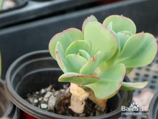 唐印多肉植物的扦插方法