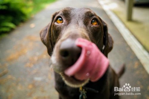 如何与宠物成为朋友 百度经验