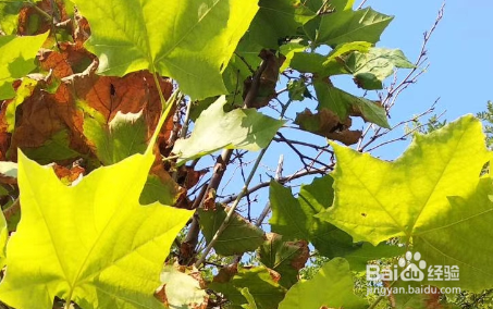 寒假开学应该怎么制定学习计划