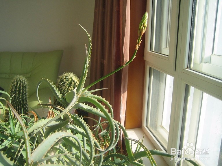 #首晒#怎样用数码相机拍芦荟开花