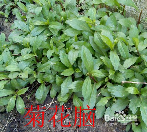 怎样制作菊花脑汤