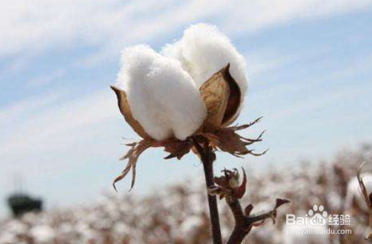 棉花的种植季节和生长特点及作用
