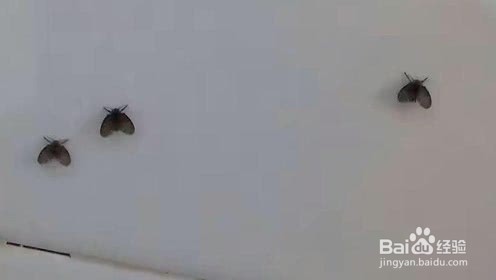 屋里的小飞虫怎么消灭