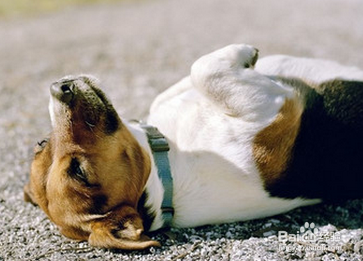 传染病——麻疹