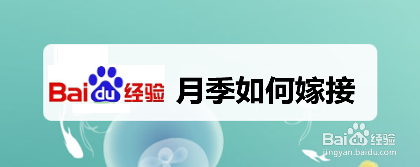 月季如何嫁接