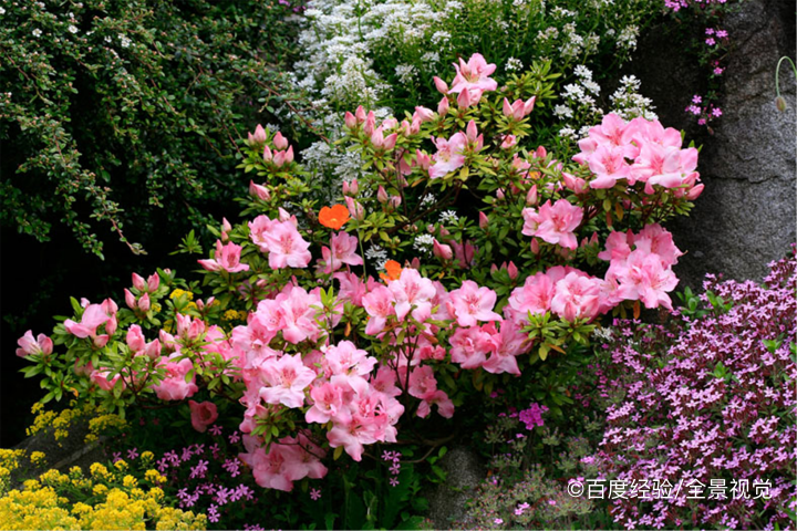 杜鹃花只剩杆了怎么办